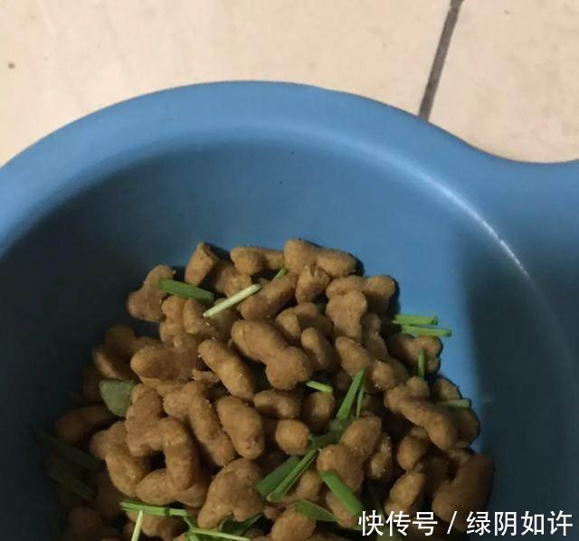 怎么样养猫想要养好一只猫,这基本的几点是你