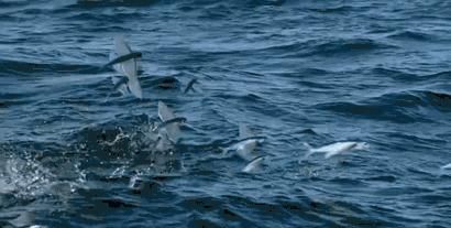 「鸟类」这种鱼飞行速度高达每秒10米,能够飞行400米,它会进化成鸟类吗