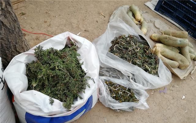  爷爷：农村变成了垃圾菜叶，给农民爷爷发了小金，镇上卖了15元