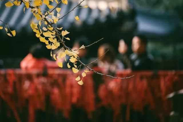 李世民种的银杏树火到国外,美了1400年!西安,火出圈了