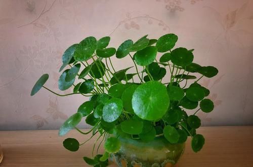  「懒人」养花就养3种花，好养易活开花漂亮，不浇水也能活，适合懒人养护