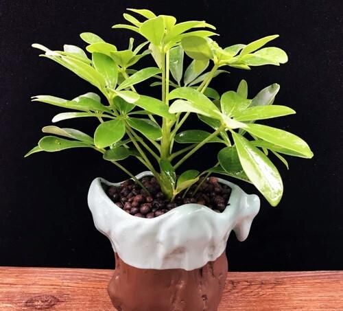  『新房』搬进新房买的杜鹃，三角梅，鸭脚木出现谢花，掉叶，枯叶怎么办