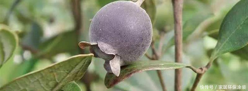 「别致」新手养花,不如养观赏精品:桃金娘,清香别致,美丽动人