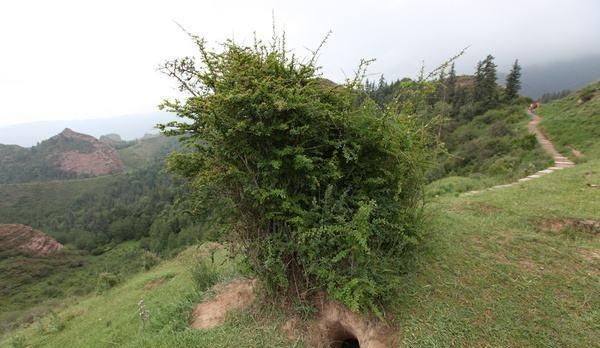 过去泛滥成灾无人吃，如今成奢侈美味，200元一斤被大量养殖