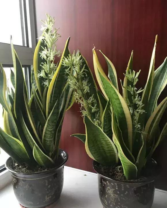 虎尾兰■3种花儿有金边,家里养1盆,颜值高,养人又镇宅!