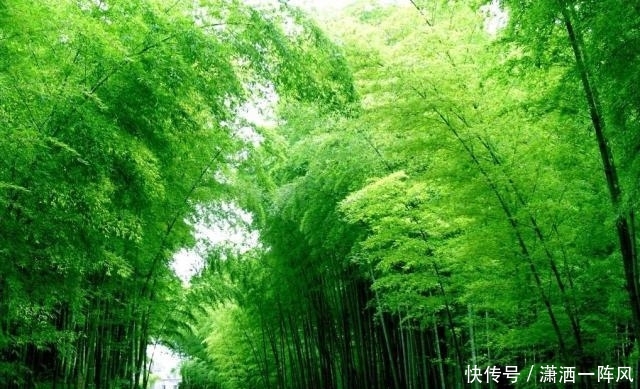 重庆被忽视的一处公园景点，是4A级景区，被打造成国家级森林公园