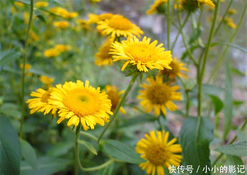 农村人把它当野菊花，却不知其珍贵，止咳良药，晒干120一斤