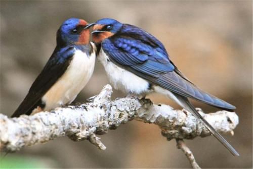  【减少】中国人几乎不吃燕子，为何燕子的数量反而减少？专家是