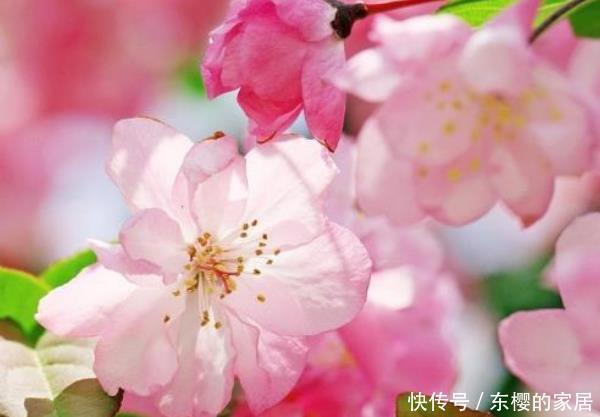 #养花#人养花,花养人!家中养这4种绿植,尤其第三种,净化空气特别棒