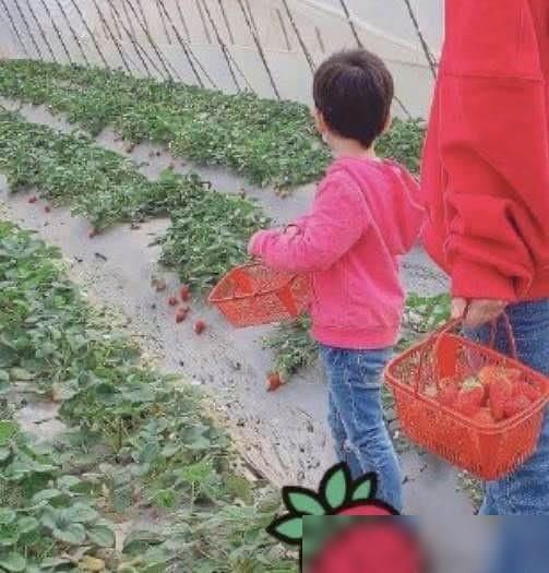 『卫衣』baby带小海绵摘草莓，母子俩身穿红色卫衣，可爱如草莓