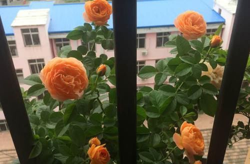 『开花真』谁说月光族就不配养花?这20种月季花月薪3000也能养