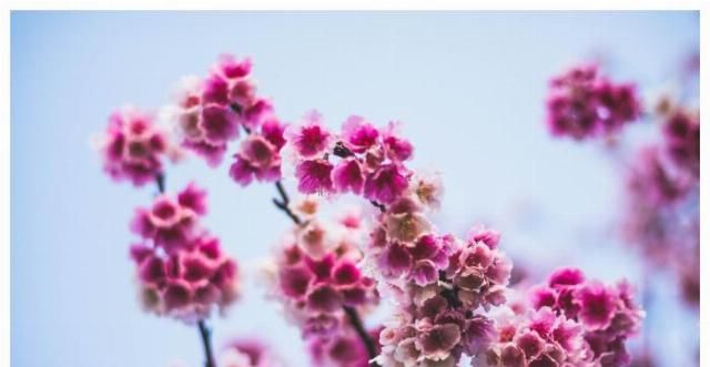 「桃花运」2020年里最容易遇到烂桃花的三大生肖，没有天长地久，可惜了