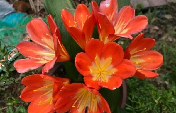 『绕道』4种“娇贵花”,怕热又怕冷,大家都说“娇气难伺候”,新手绕道