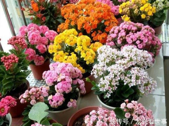  药水■长寿花开败了，轻剪开花，重剪长芽，兑点药水，一年多开几茬花