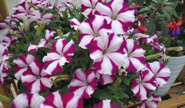  狂野：3种普通花，开花很狂野，最适合养阳台上，四季观花海