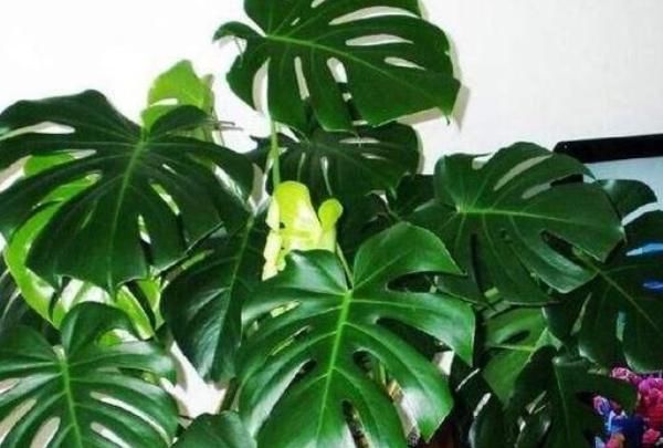  新房：这“4种”植物，除甲醛净化空气，新房养上一盆，居住更安心！