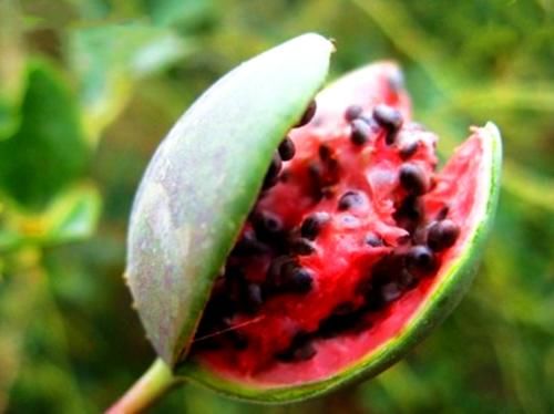 为什么说沙漠的西瓜不能摘？看完可要注意了！