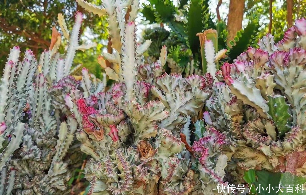 特别:不常见到的高大多肉彩色鬼面角,株型奇特颜色多彩,盆栽很难
