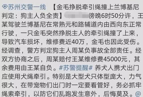 [撞坏]兰博基尼被金毛犬撞坏，40万的维修费吓坏狗主人，大喊：啥车这么金贵？