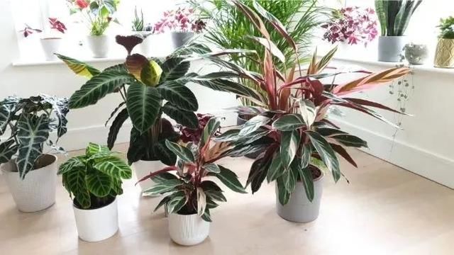  观叶：都把观赏竹芋养成观叶植物，除了斑斓的叶子，它还能开可爱的小花