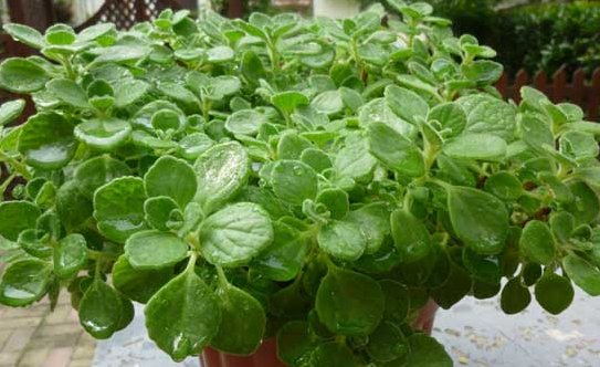  「香味」自带香味的这些多肉在植物，家里养上几盆，香飘满屋、神清气爽
