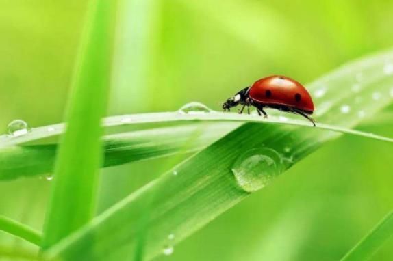  「惊蛰」惊蛰到，俗语“惊蛰不下雨，今年要饿死”有道理吗？下雨才好吗？