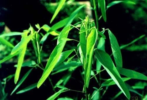  『跳舞草』能够根据声音产生反应的植物是什么？跳舞草是怎样跳舞的？