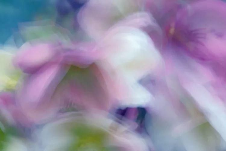 8种花卉摄影满分创意，带你走向摄影大神之路