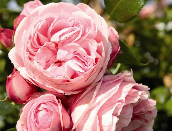 『牡丹』喜欢菊花,不如养盆“精品玫瑰”贾尔迪娜,花开似艳牡丹,美娇娘