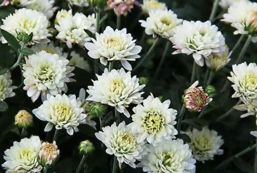  【矮型四季菊】2种花比“月季”漂亮，放在阳台，年年能开花，养20盆也不多！