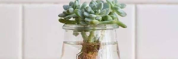 #水培多肉#多肉植物可以水培吗