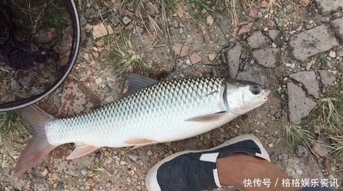  【鱼塘】这5个养殖鱼塘专用钓鱼技巧学会后，老板嫌我钓得太多，要赶我走！