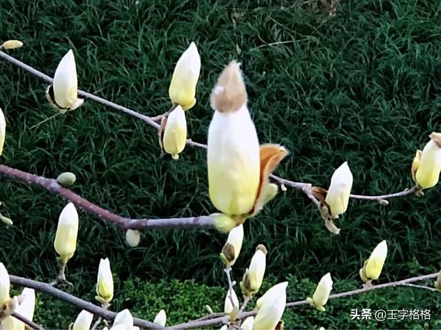  #鸟语花香#玉兰花开，鸟语花香，大自然的馈赠