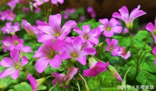  『米兰』喜欢养护花卉，就在家中养护5种花卉，开花量繁多，观赏价值高