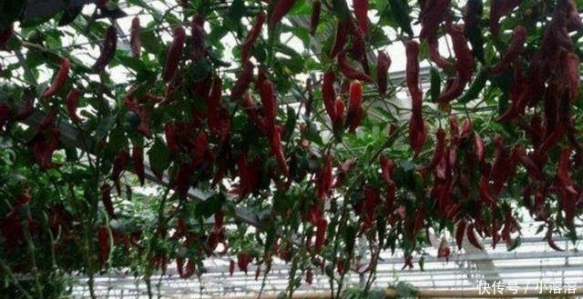  [辣椒]农民种植的新型“辣椒树”2米多高亩产4万斤一年四季都可