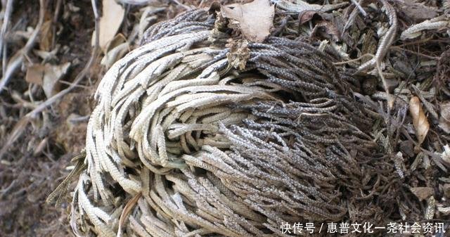 种植物■石缝里看到“它”,别去踩,挖2棵种花盆上,1年成“盆景”,美!