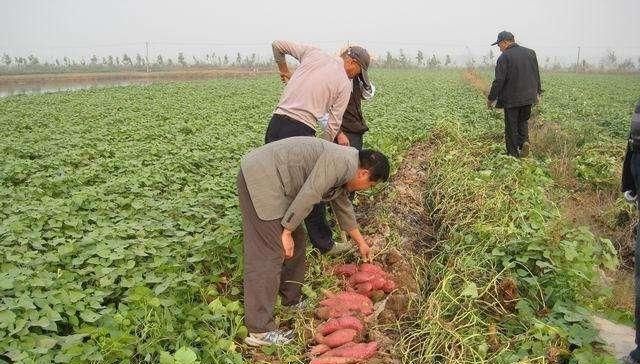  「红薯」5万斤红薯全部收获，却堆在家里卖不掉，老农：这可咋办