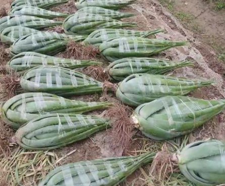  [种植芦荟]把它晒成25斤的话，一亩地能挣10000元，不是种新的风