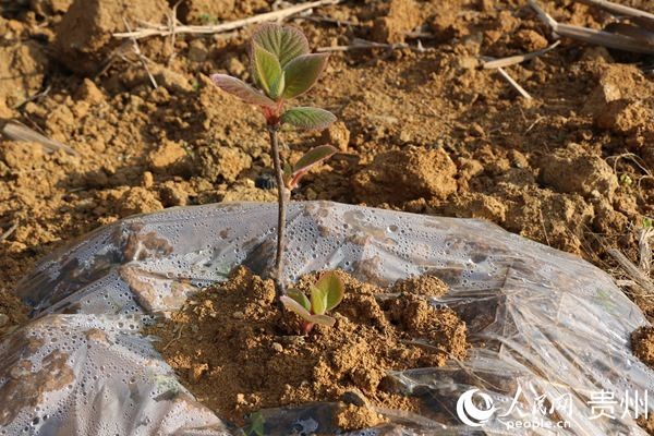  『大方』贵州大方：坝区引领谱写产业发展“新篇章”