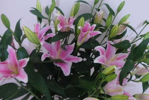  #适合#这5种花卉既好养，又开花鲜艳，花量大，适合新手盆栽养护