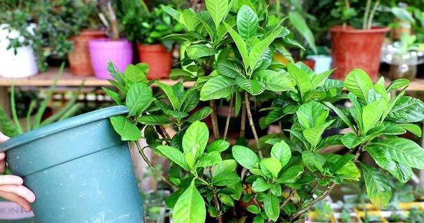 栀子花|北方盆栽栀子花,喜欢盲花、哑花?注意2点,6月砰砰开花
