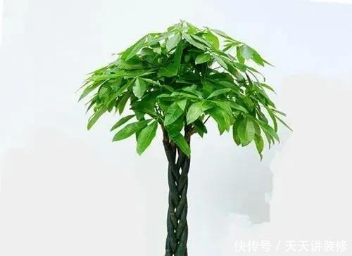 生长习性|八种寓意吉祥的旺财花,好看还好养,喜庆又高贵