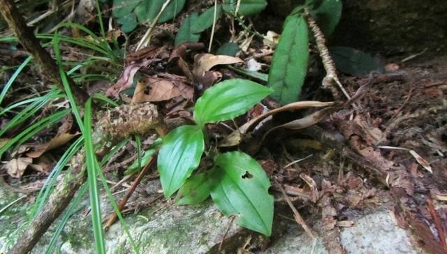  谨记■请谨记此“野草”，家乡见到，要重视，当今130元一斤