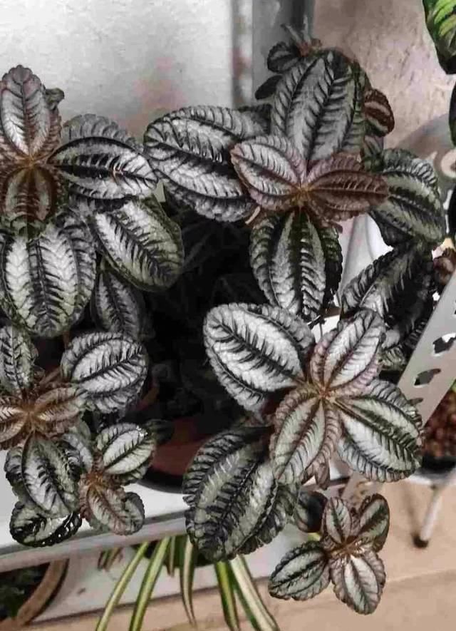  『比花』这几种受欢迎的耐阴花，一养就上瘾，叶子比花美！