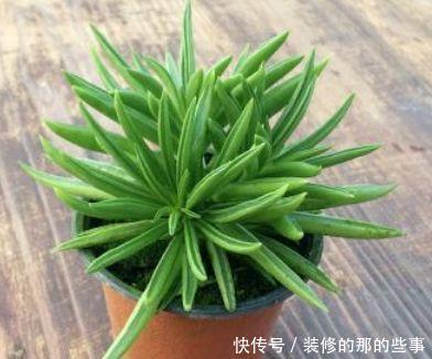  【艳丽】此款花卉，好养易爆盆，四季繁花似锦，姿色艳丽