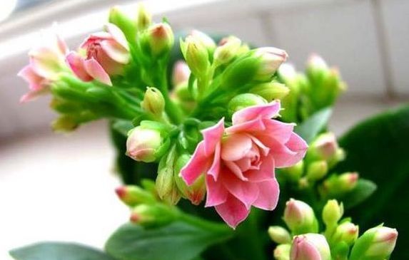  『最合适』这四种花“叶插”最合适，摘片叶子就能插活，嫩芽呼呼冒不停