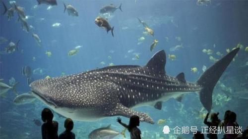 世界第一的水族馆住着鲸鲨和鲸鱼，安检程序无比严格