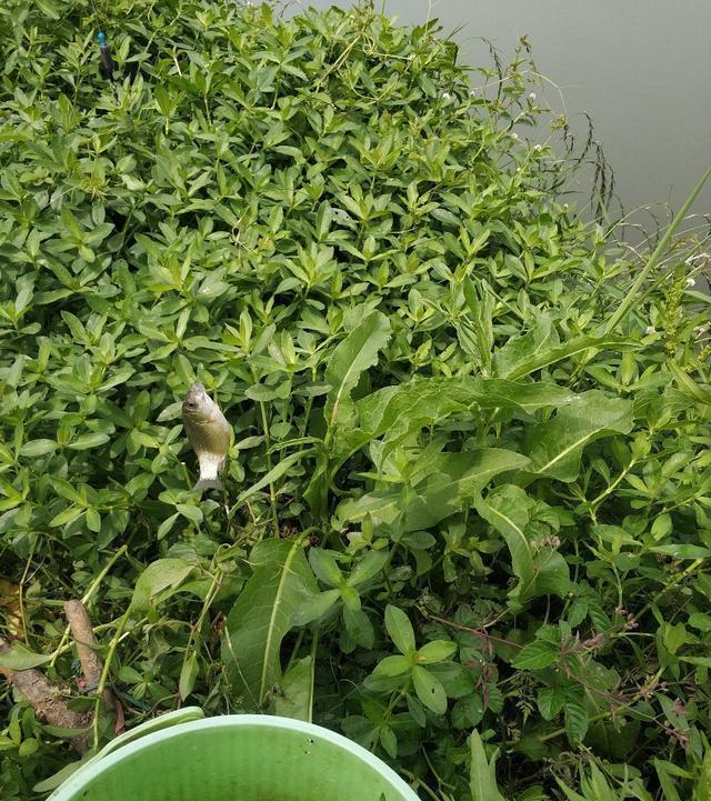 稀巧:正午口稀巧换点,又遇电网肆虐抢鱼忙