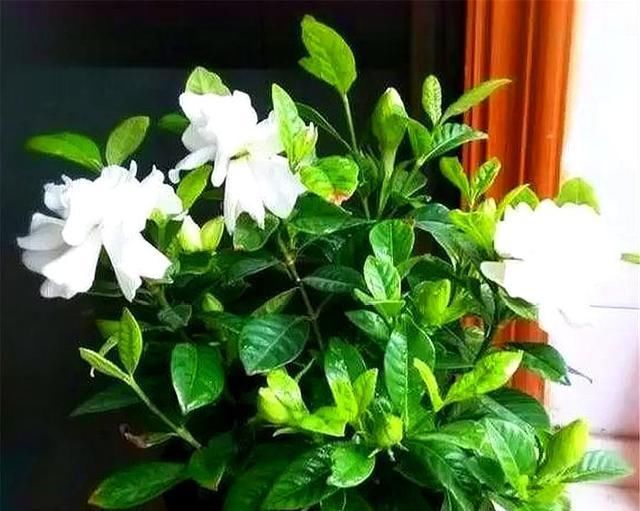  「光照」新买的栀子花有“3怕”,难怪黄叶、掉花苞,千万要管住手!