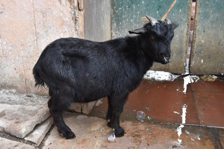 恐怖的砍羊头仪式：印度女神庙里流传至今的活羊祭祀